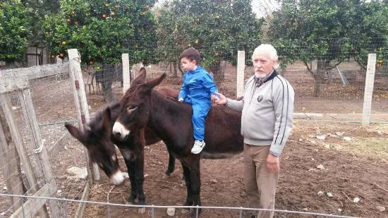 U' Cecere *