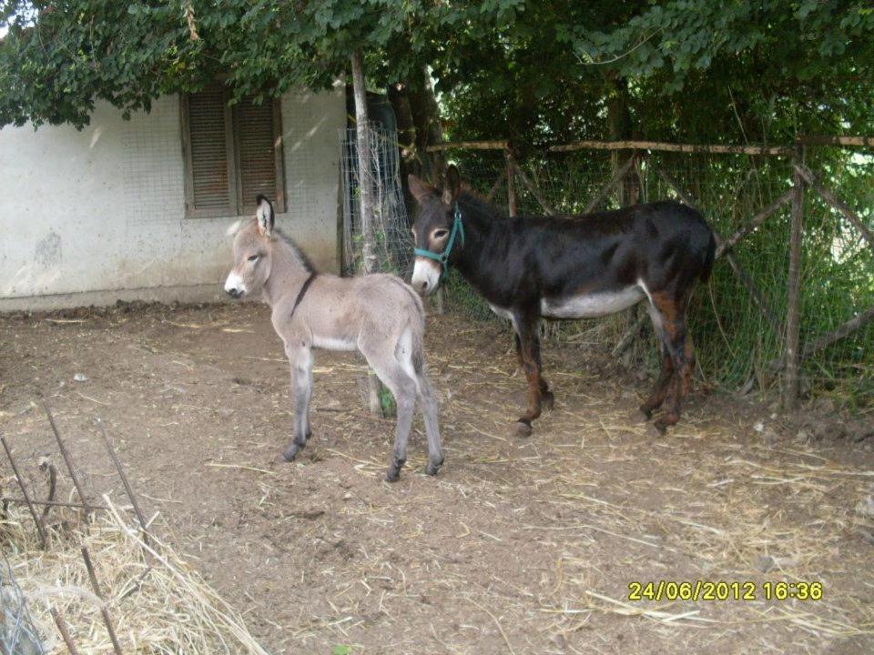 Farm stay U' Cecere Agriturismo Agropoli