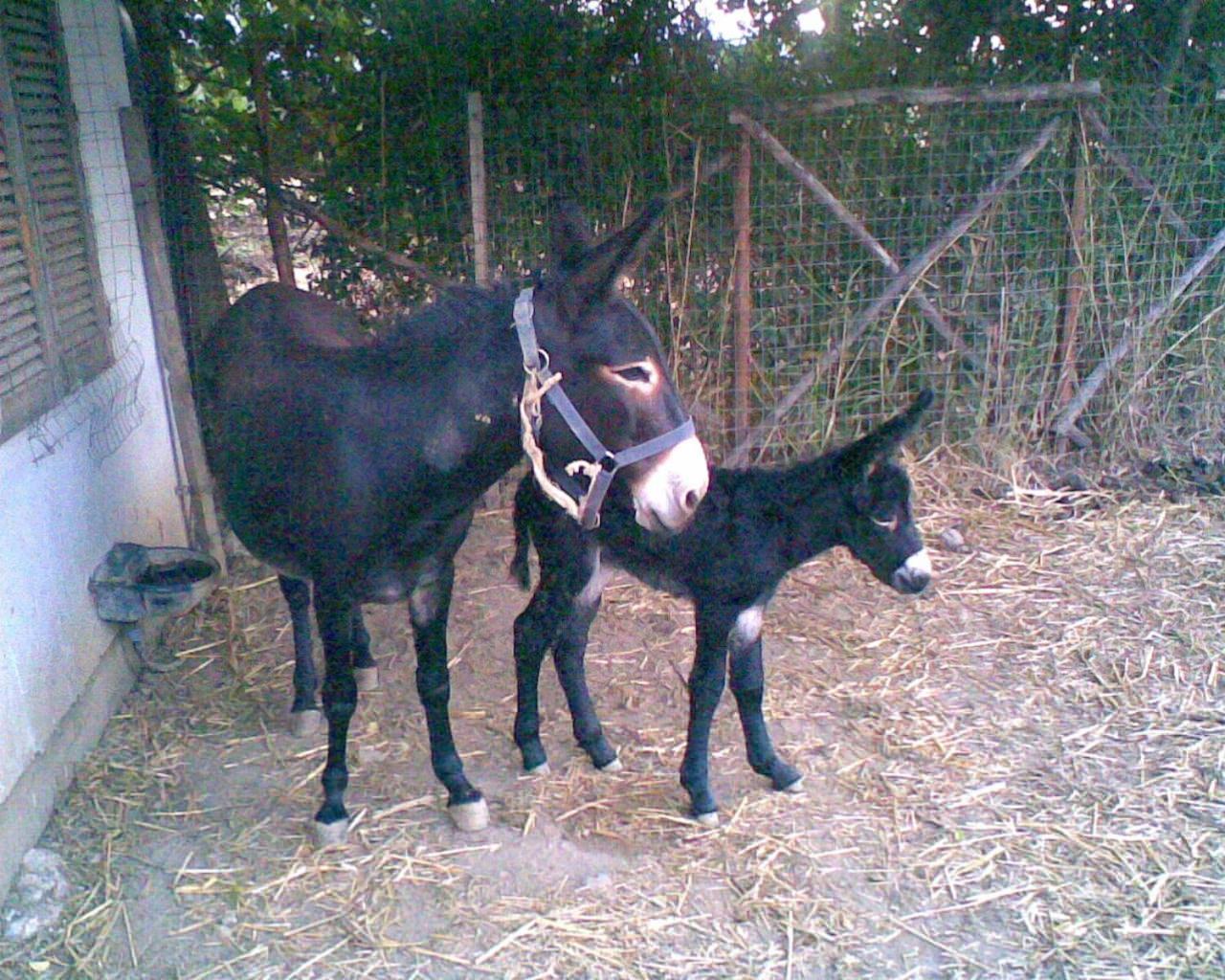 Farm stay U' Cecere Agriturismo *
